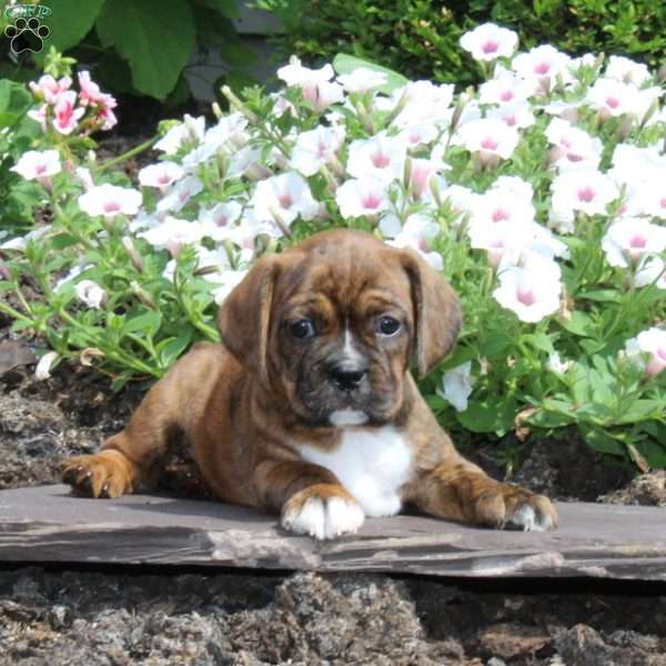 Katie, Boston Terrier Mix Puppy